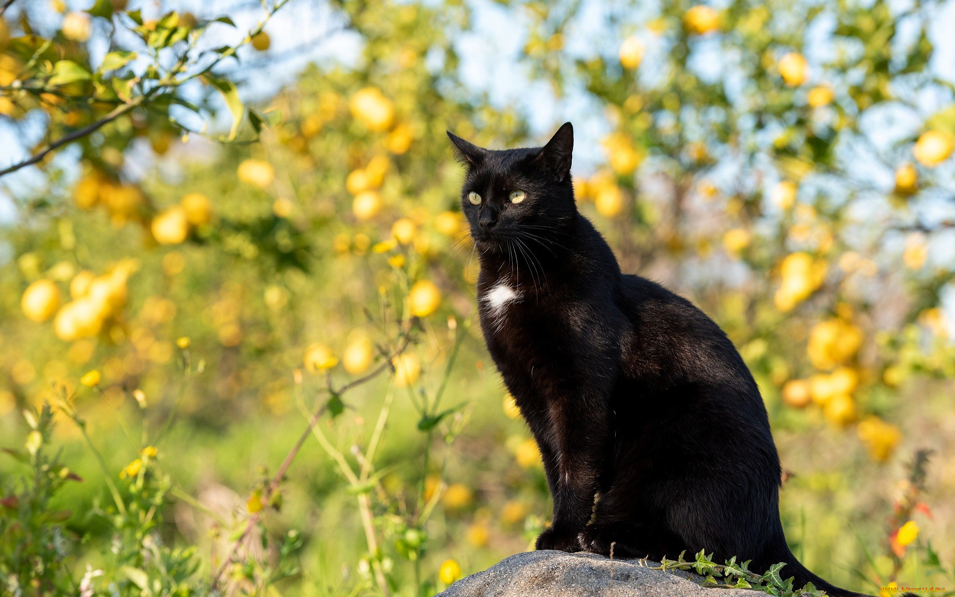 ��������, ����, ���, ������, �������, ������